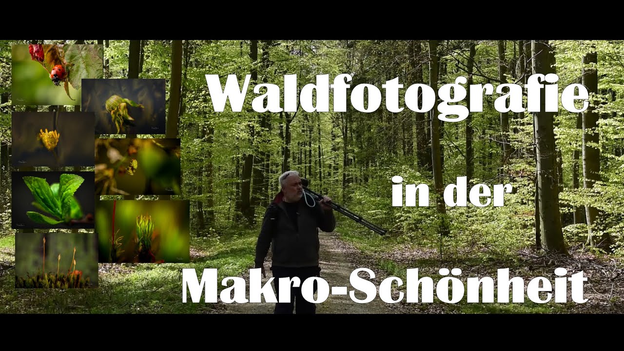 WALDFOTOGRAFIE | der Wald in seiner Makro-Sch&ouml;nheit - probiere mal die andere Perspektive aus.....