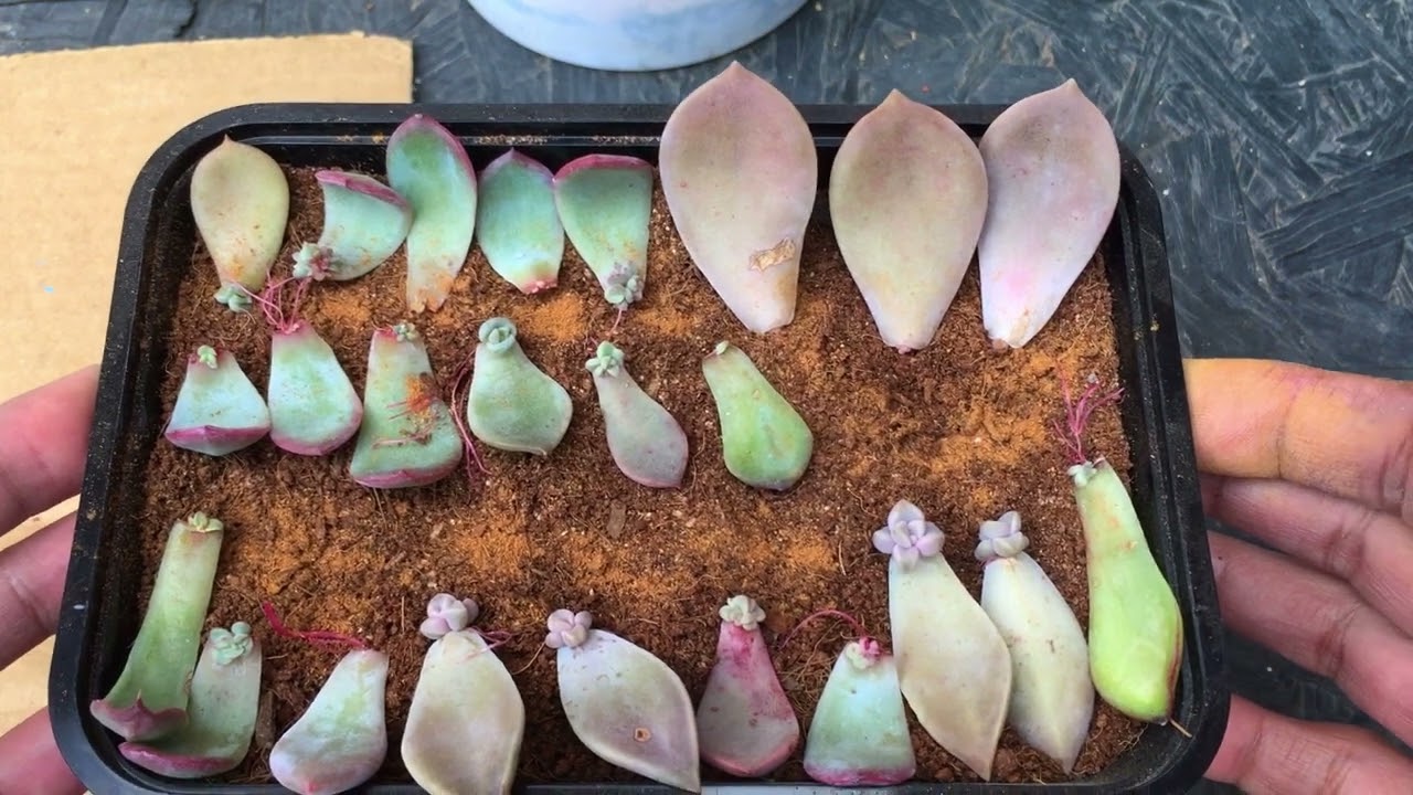 AVOID THESE MISTAKES WITH LEAF PROPAGATION | SUCCULENT CARE TIPS