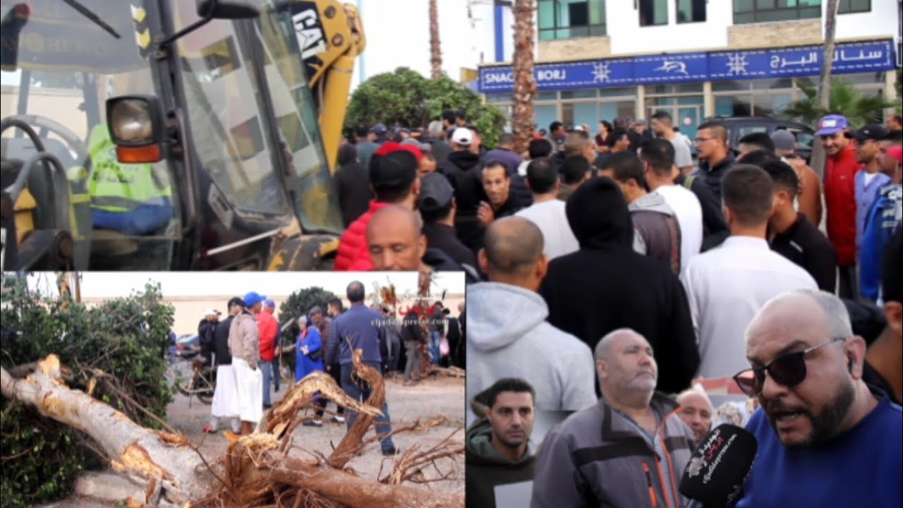 الجديدة .. نايضة قبل الفطور بسبب اقتلاع الأشجار وسط المدينة وسخط المواطنين ..