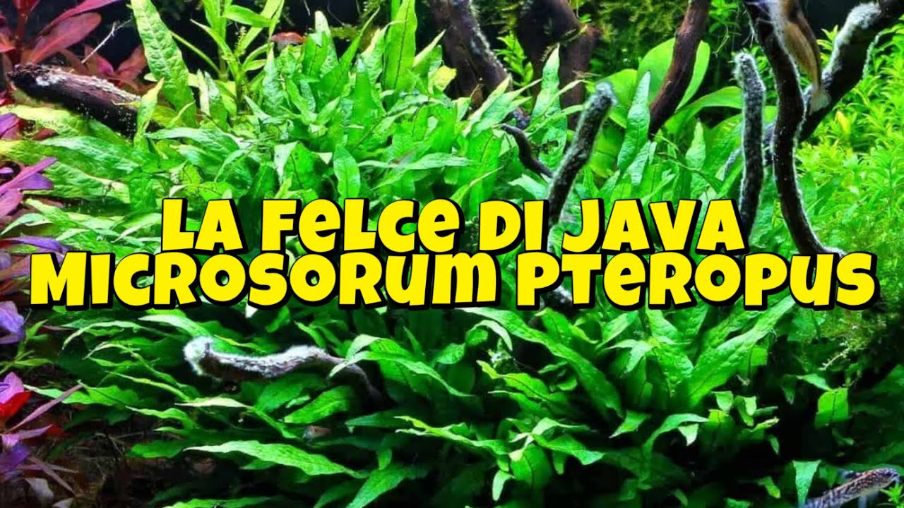 LA FELCE DI JAVA - MICROSORUM PTEROPUS