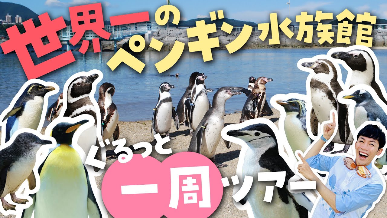 人生で一度は行くべき！世界一の長崎ペンギン水族館を徹底解説ツアー🐧