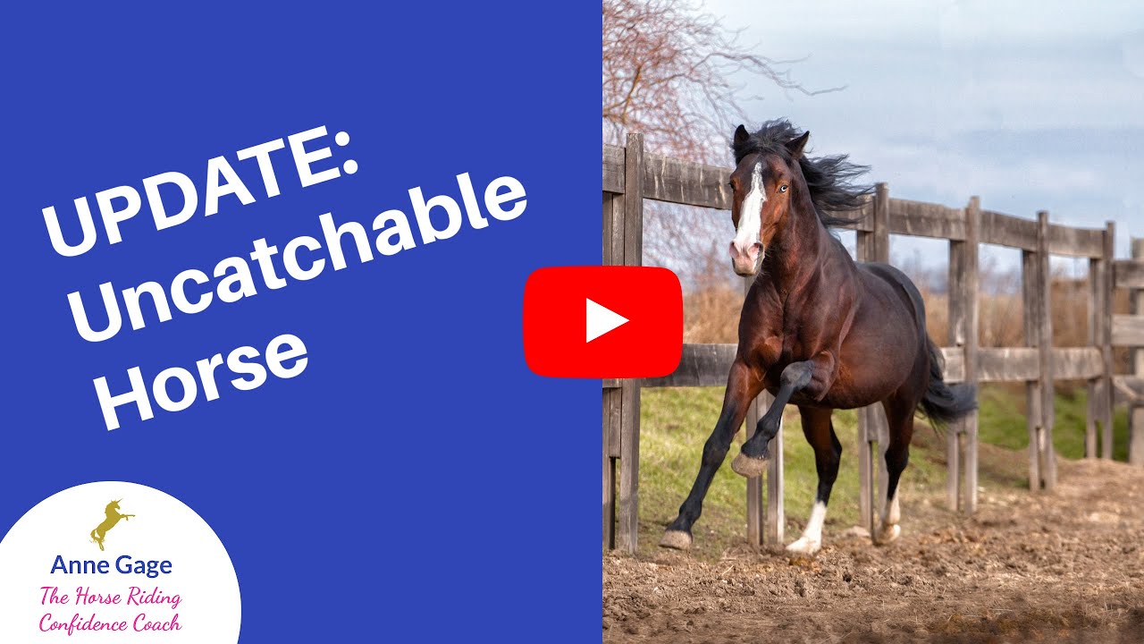 Horse Training: Update on the 'Uncatchable' Horse