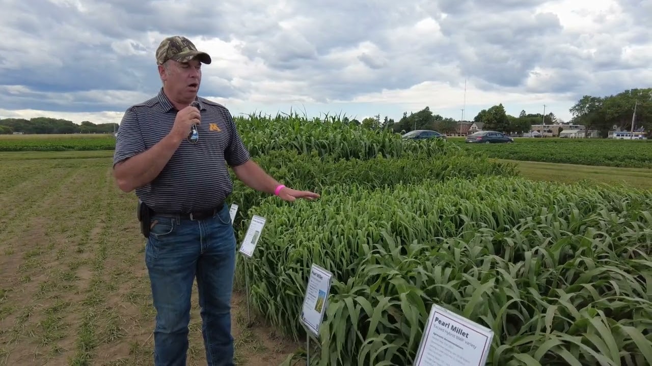 Millet Varieties as Forage Options