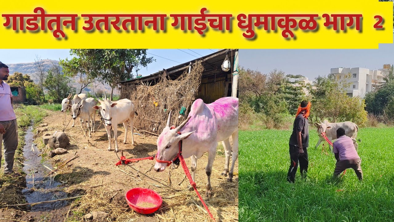 गाडीतून उतरताना गाईचा गोठयावर जातात धुमाकूळ नाद खुळा 🚩🚩