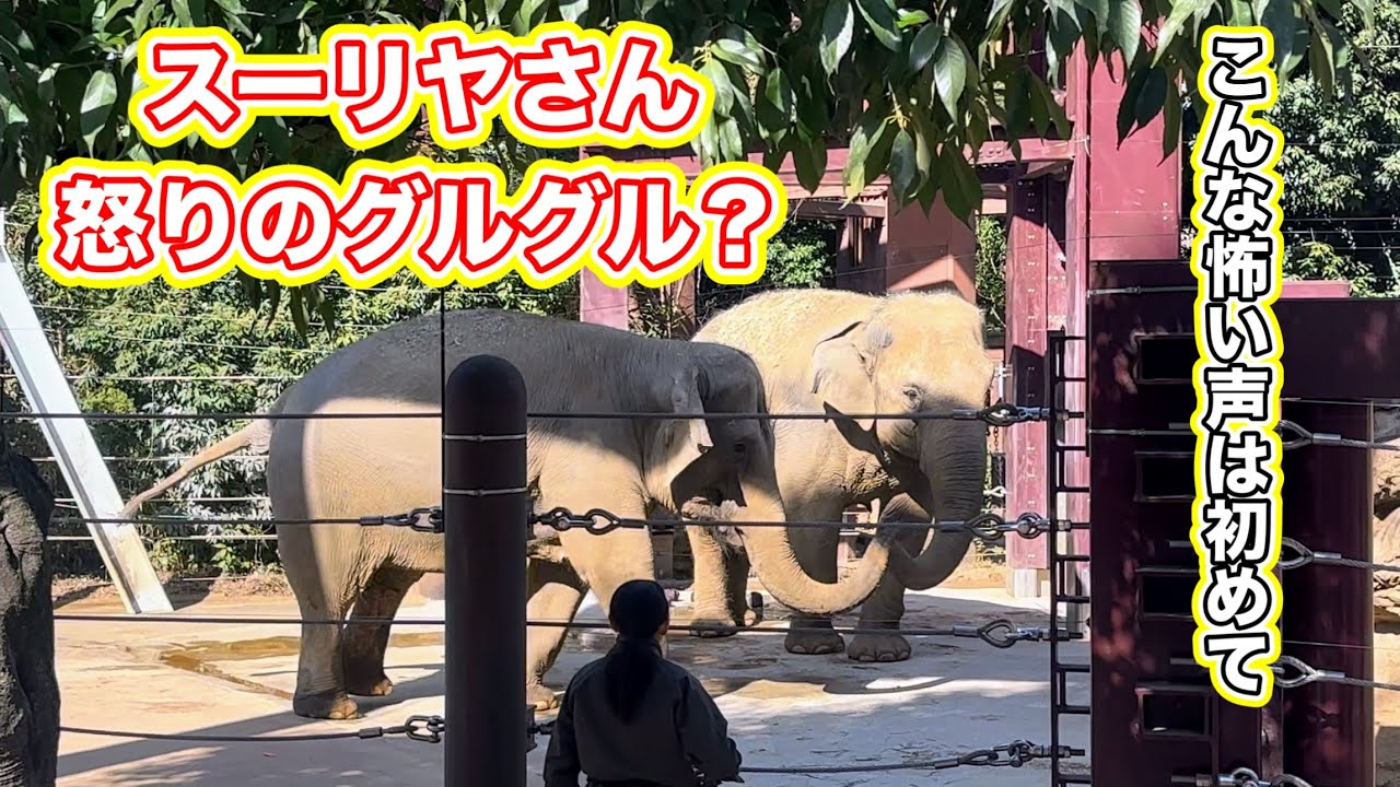 ウタイちゃんと合流しても、スーリヤさんの機嫌は収まらず大変な事態に‼️ 2月10日 上野動物園　アジアゾウ