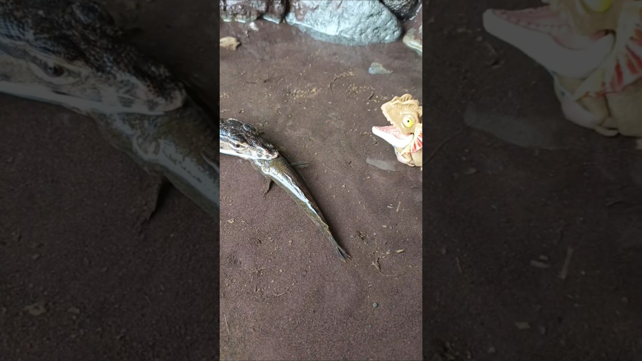 SNAKEHEAD FISH, SNAKEHEAD FISH Aquarium  - SNAKEHEAD FISH 