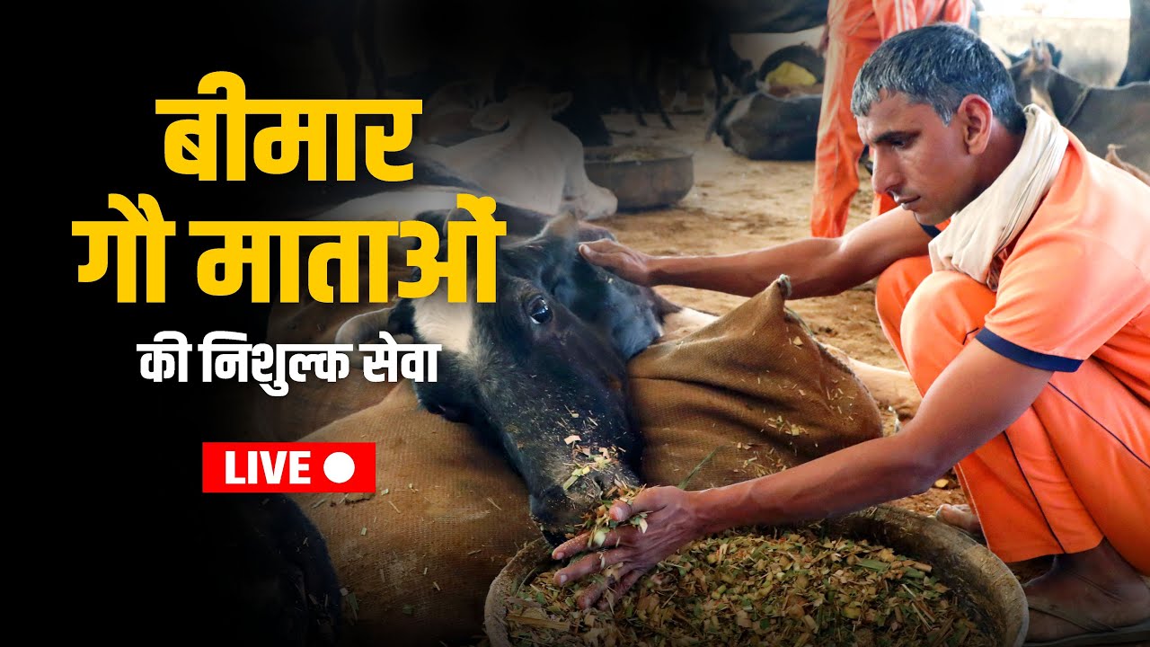 देखिये बीमार गौ माताओं की निशुल्क सेवा यहाँ होती है।  #GSD Animal Hospital