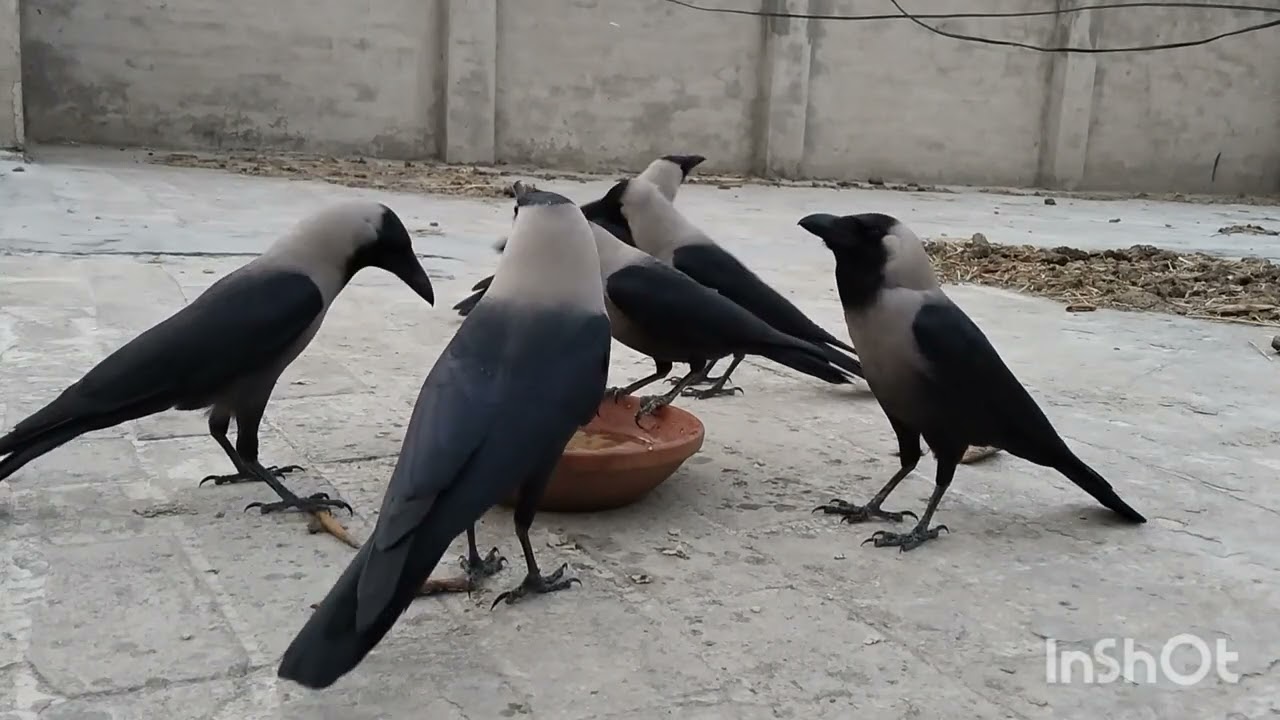 How to feed beautiful crows?