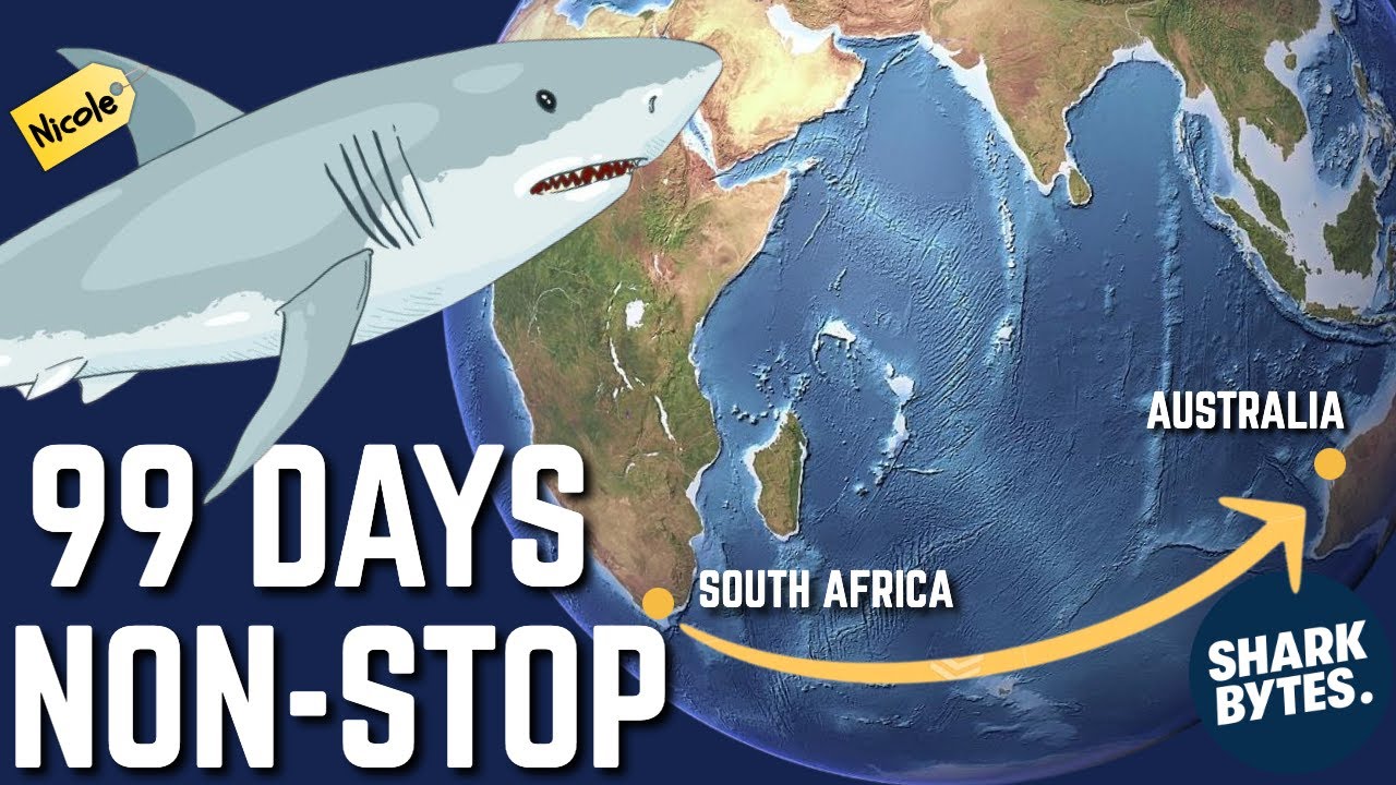 Fastest EVER: White Shark's 12,000-Mile Ocean Trek!