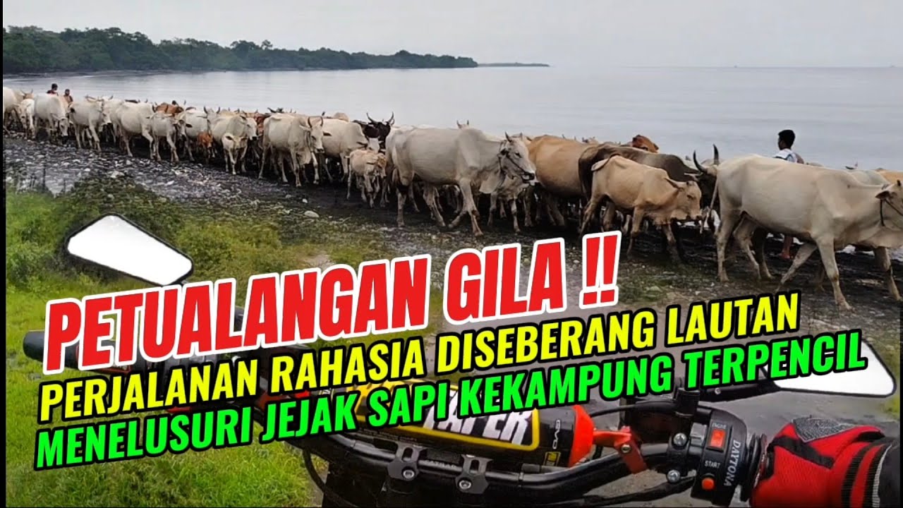 Perjalanan Tak Biasa !! Kenapa Ribuan Sapi-Sapi Ini Berjalan di Pinggir Laut ?!