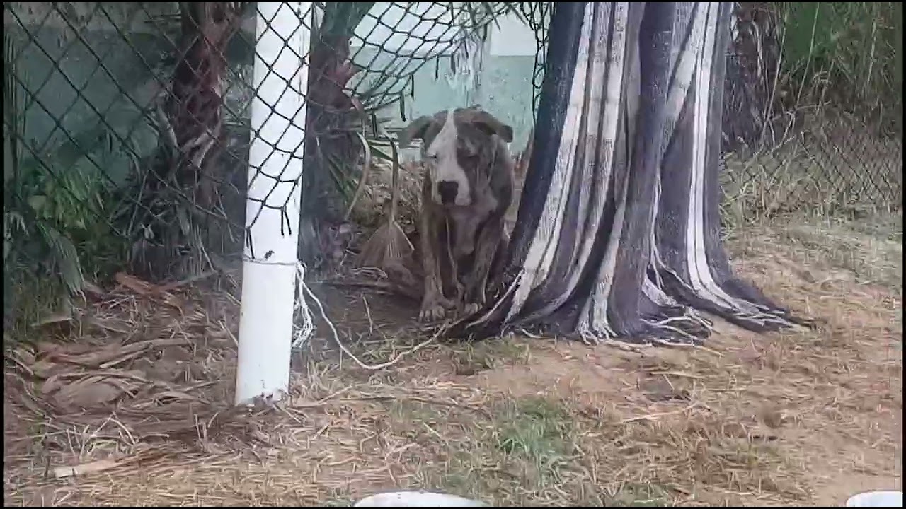 LE LLEVO SU COMIDA AL CACHETON