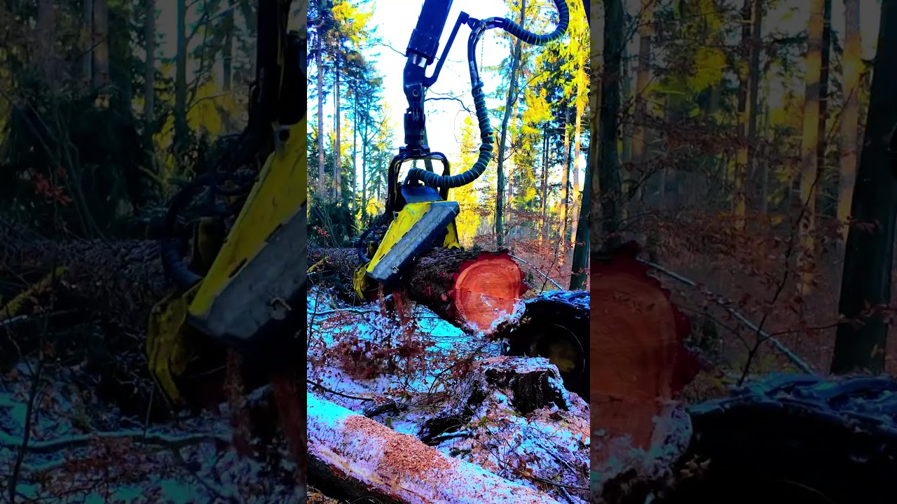 John Deere in Action: Felling a Larch Tree 🌲🚜 #johndeere #loggingequipment #forestmachine