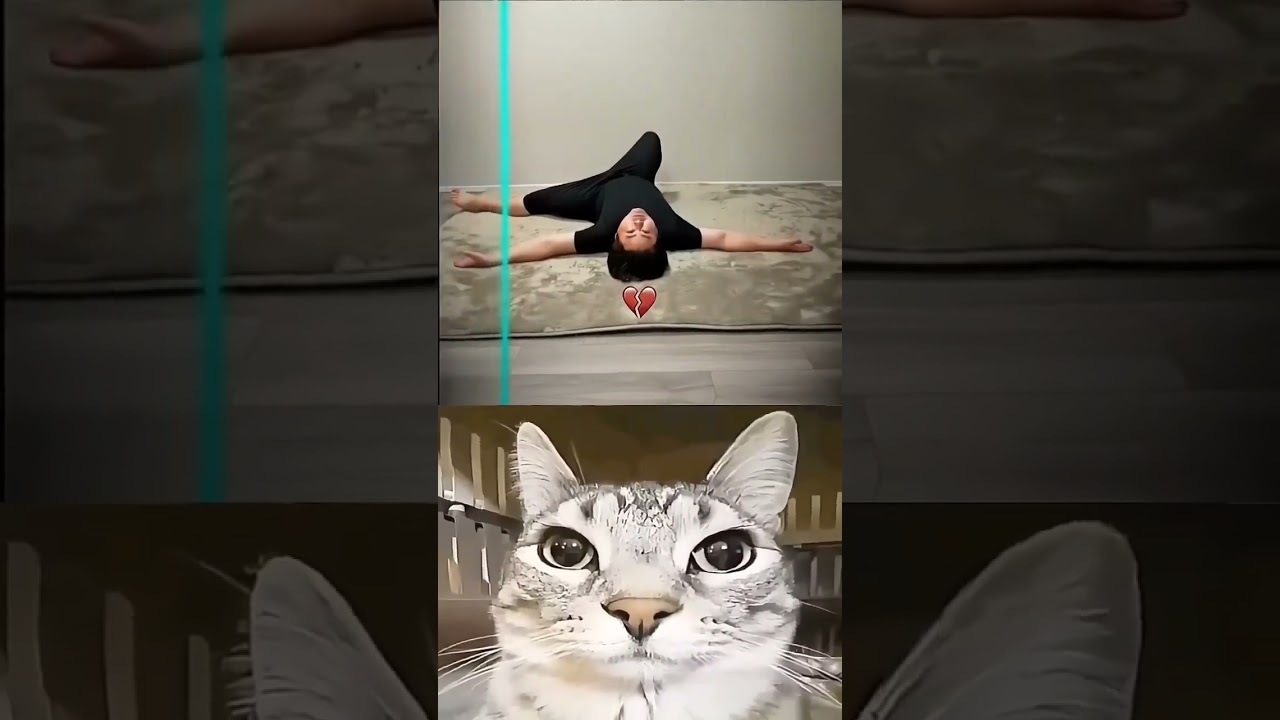 walla talayi #cat #duet