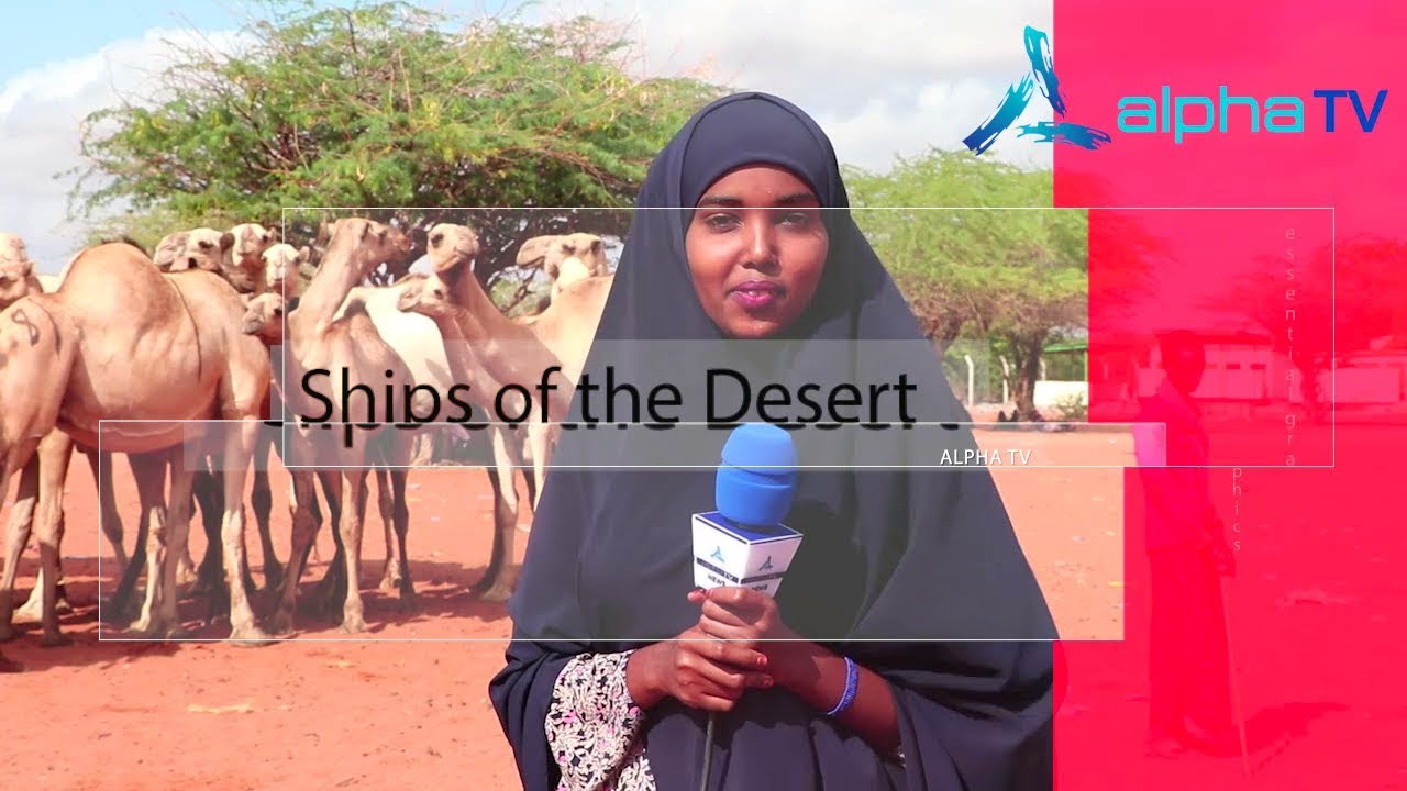 Ships of the Desert