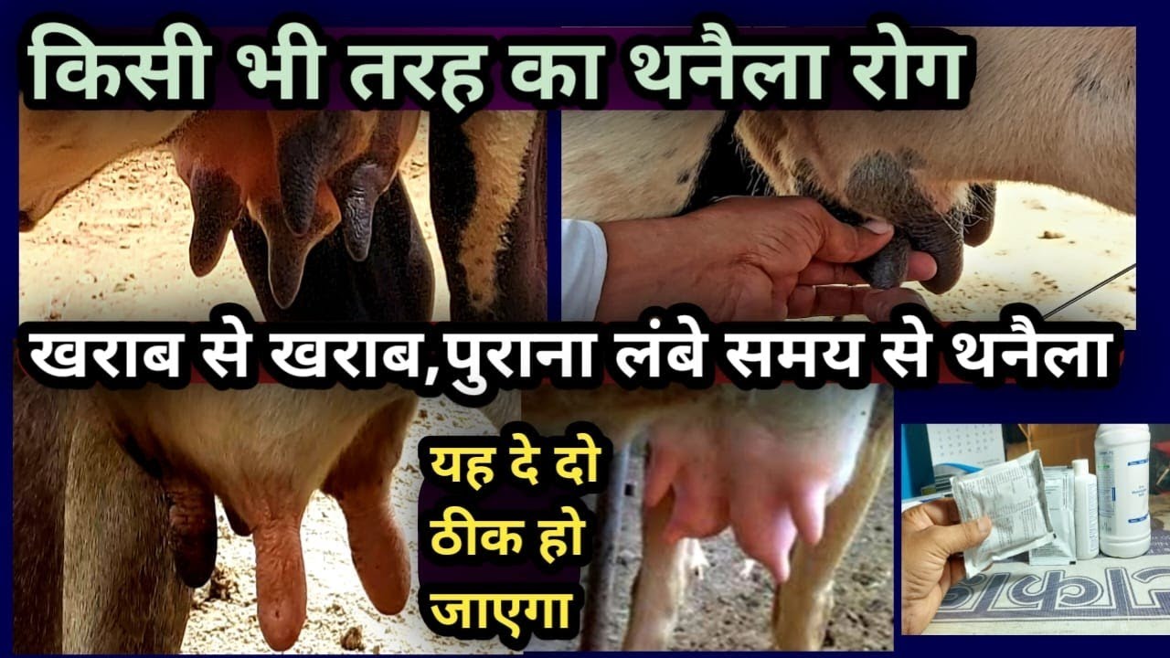 किसी भी तरह का||खराब से खराब/पुराना लंबे समय से थनैला रोग हो तो इलाज कैसे करें?||Mastitis Treatment