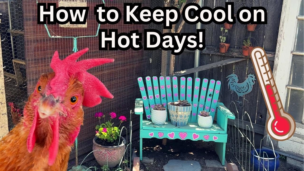 How to Keep Chickens COOL in SUMMER 🥵