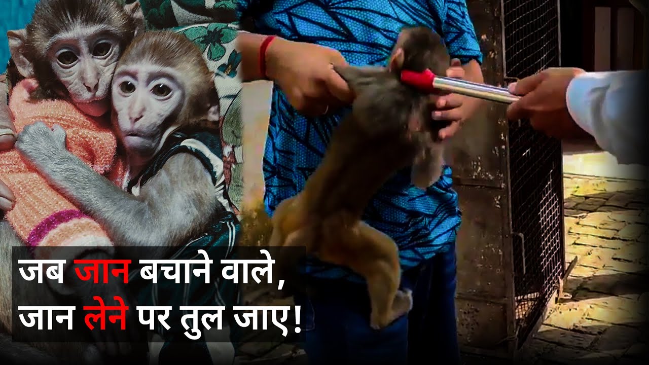 Bandaron ko bachane ki saza | Monkey rescue story