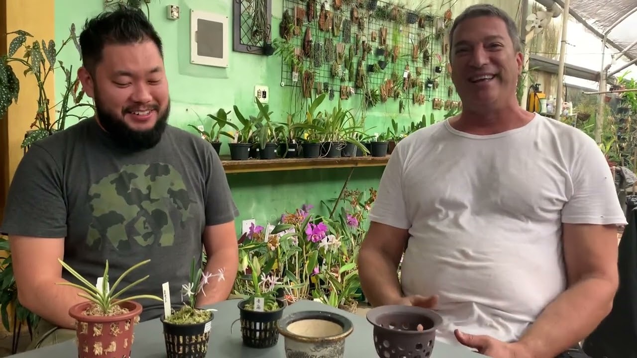 @OrquidárioPaulista-t5t  Traz um vídeo maravilhoso sobre nossas lindas orquídeas “Do Samurai”