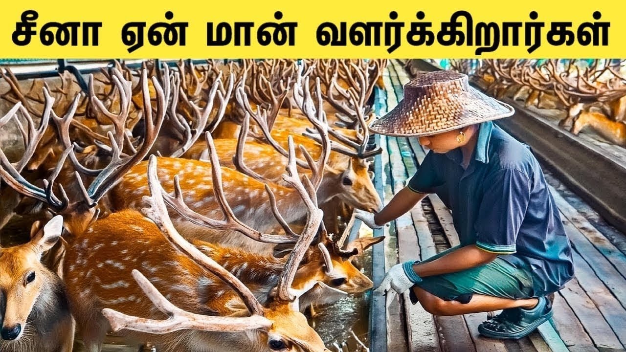 சீனாவின் மான் வளர்ப்பை பார்த்தால் நீங்கள் ஆச்சரியப்படுவீர்கள் | China Deer Farming | Deer