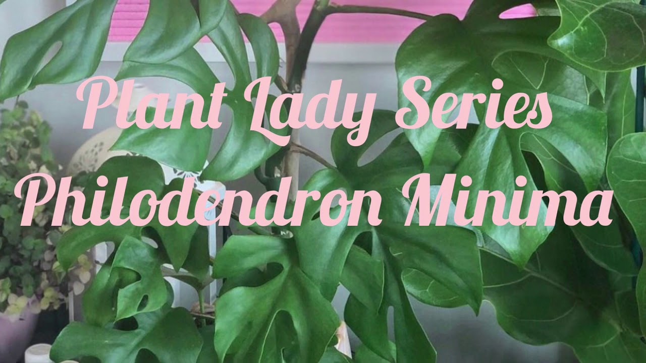 Plant Lady Series||Philodendron Minima 15/100 #shorts #shortvideo #shortfilm #plantstyling