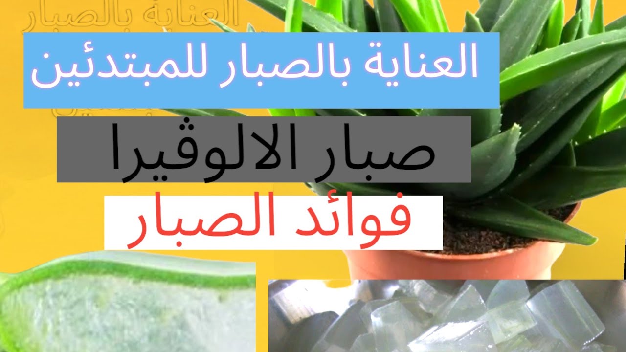 العناية بصبار الالوفيرا للمبتدئين .Aloe vera care for beginners. #a