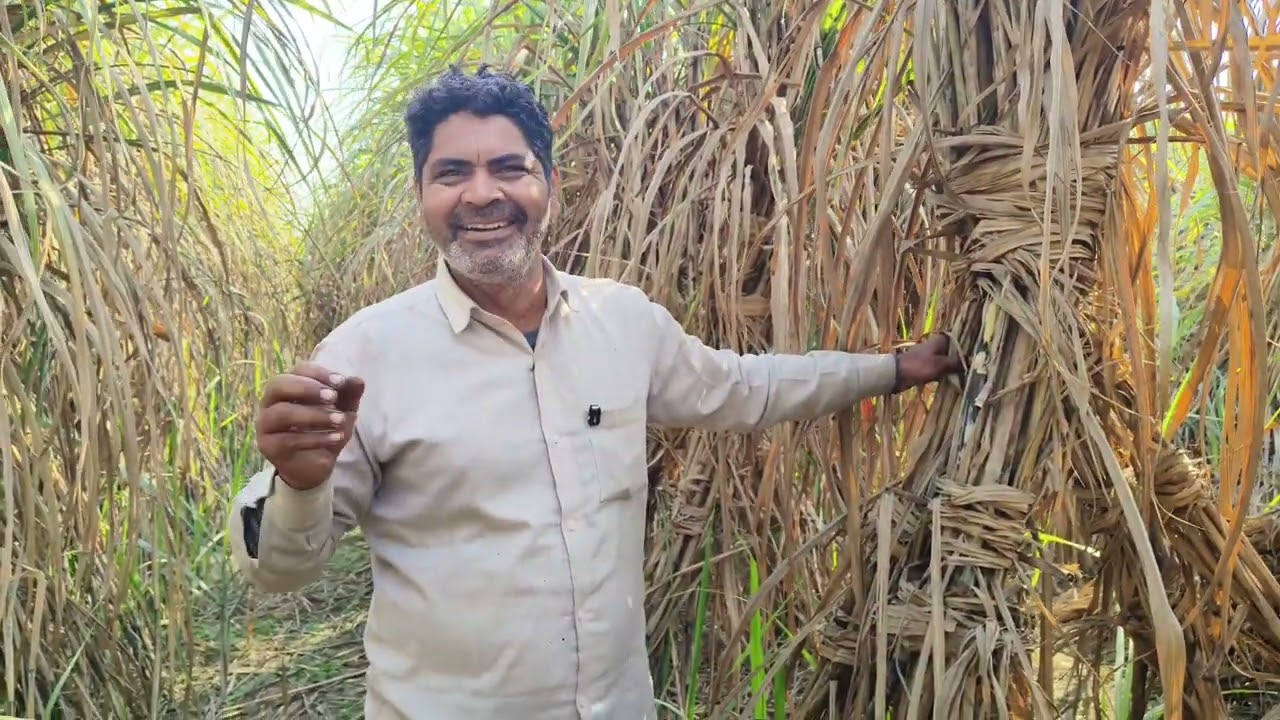 Seeds विक्रेताMob-6396705094 अधिक फुटाव देने वाला गन्ना बीज | पेड़ी और पौधा गन्ना के लिए Best Seed