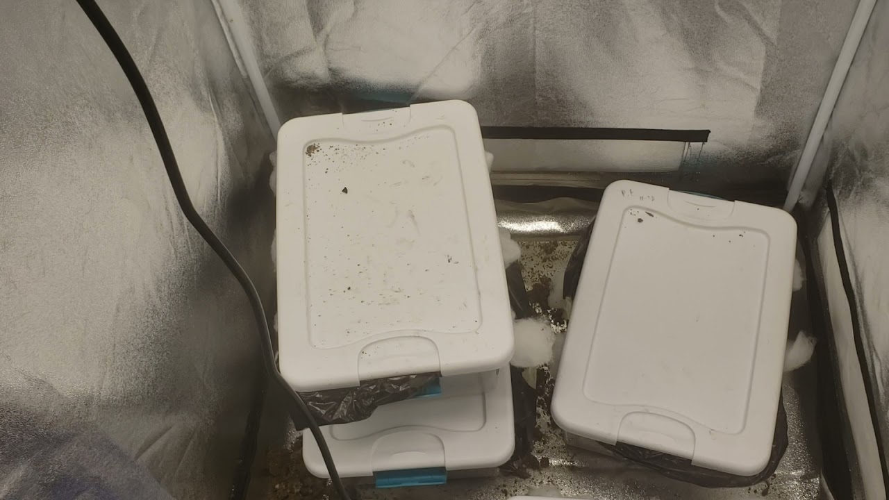 My fruiting tent setup
