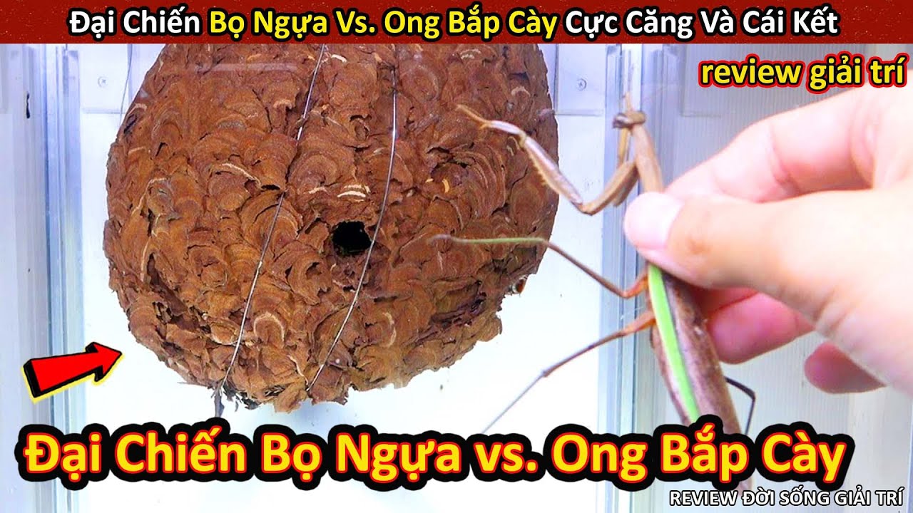 Đại Chiến Giữa Bọ Ngựa vs. Tổ Ong Bắp Cày Khổng Lồ Và Cái Kết Không Ngờ || Review Giải Trí Đời Sống