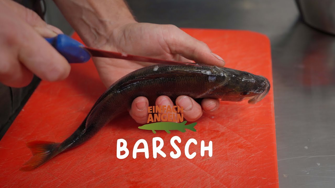 Barsch | GRÄTENFREI Filetieren XXL!