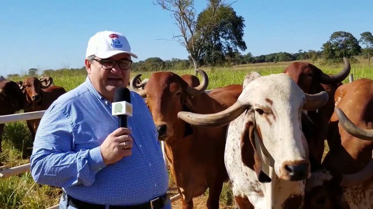 Conhe&ccedil;a a Est&acirc;ncia Tamburil e sua cria&ccedil;&atilde;o de gir leiteiro - EP 59
