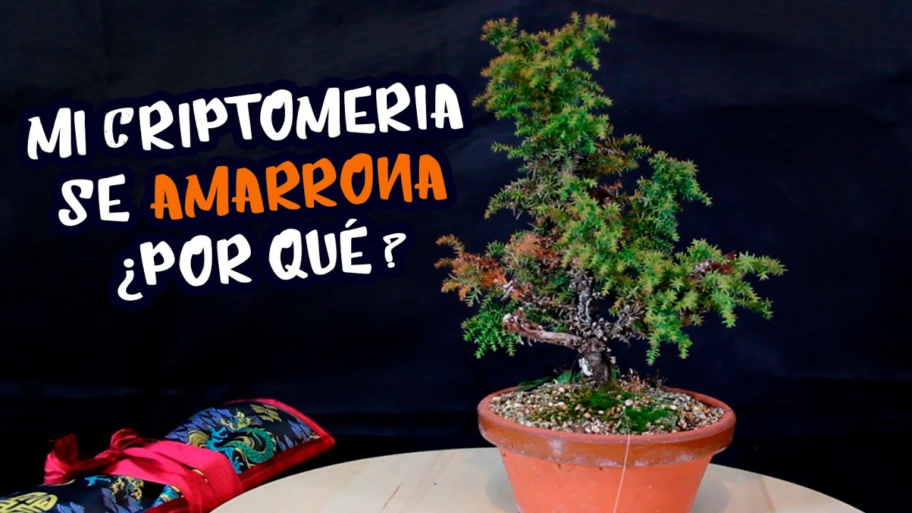 Mi criptomeria se amarrona ¿Por qué?