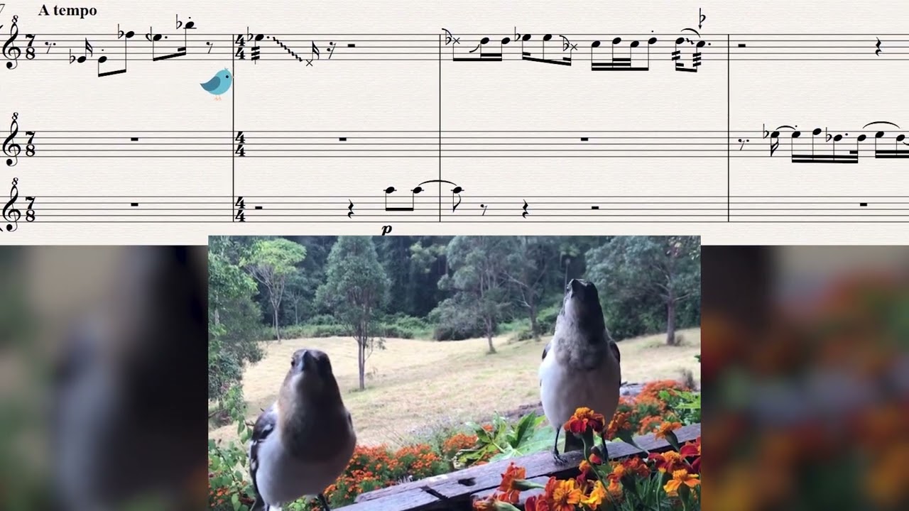Butcherbird serenade (sheet music)