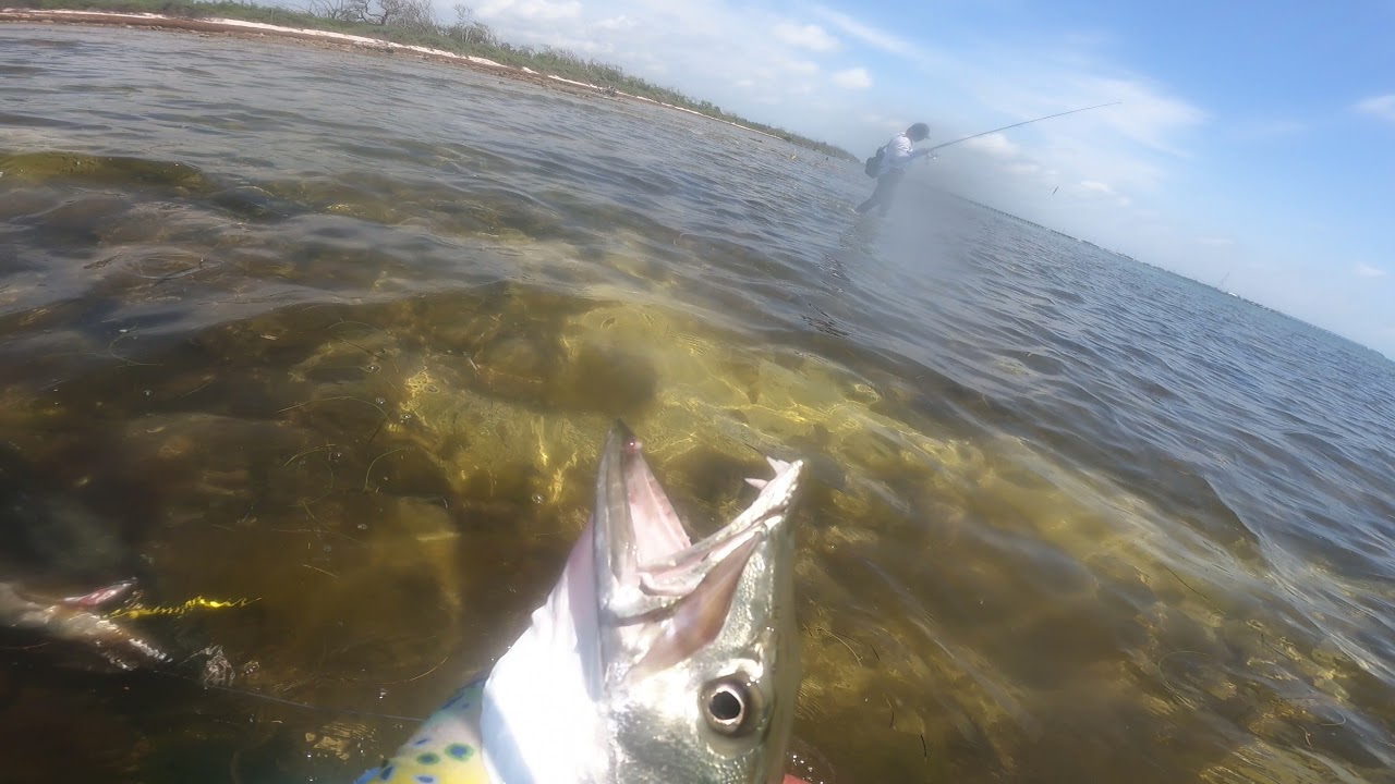 barracudas vadeando