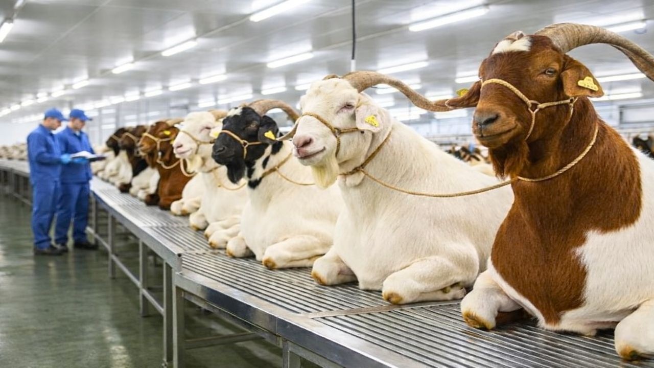 C&oacute;mo se Procesan MILLONES de Cabras en Mega F&aacute;bricas  | Proceso Completo Paso a Paso