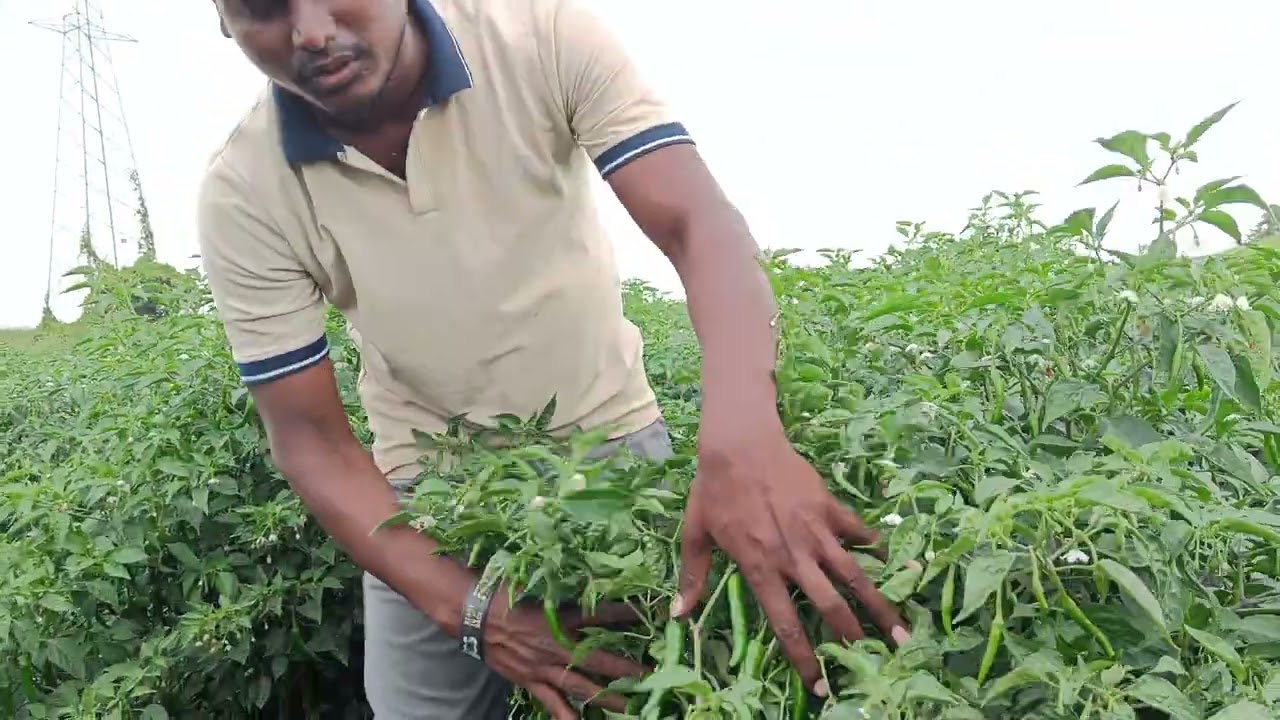 7421 chilly NONGWOO SEED INDIA PVT LTD 8660442928