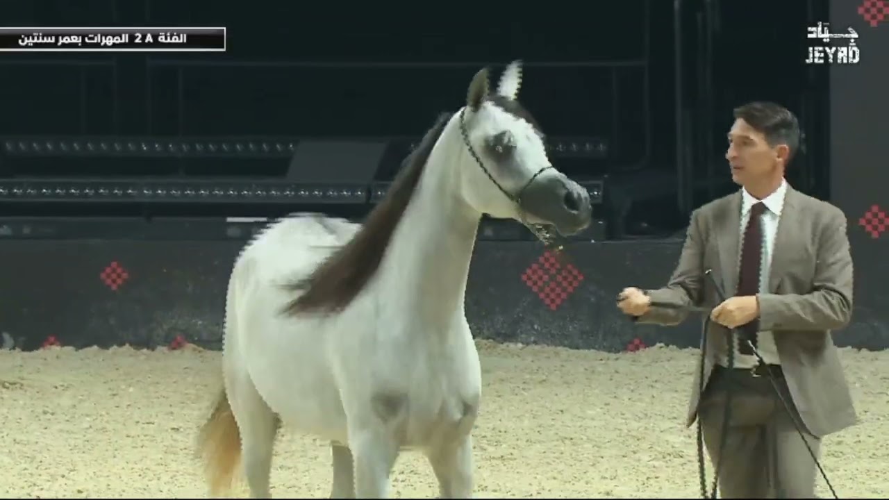 Group Presentation   Fillies 2 Years Old A Class 2A