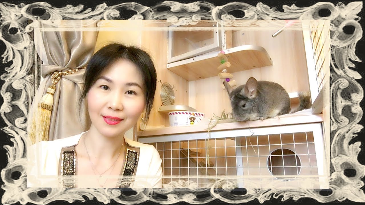 龍貓暈倒了怎麼辦?龍貓如何急救?容易飼養嗎?想要養龍貓，該如何挑選?【龍貓米米狂日常】大嬸講龍貓