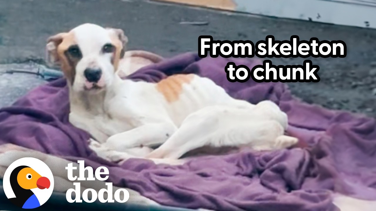 Skeleton Pitties Abandoned In Yard Get Rescued Just In Time | The Dodo