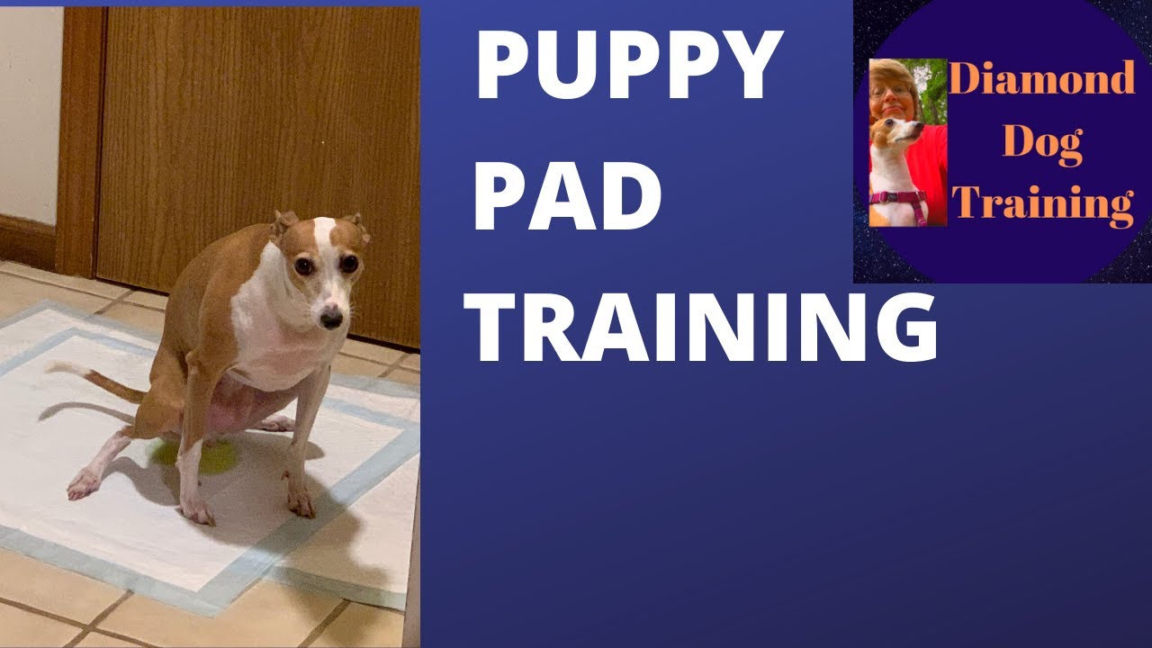 Potty Train A Puppy With Pads Italian Greyhound