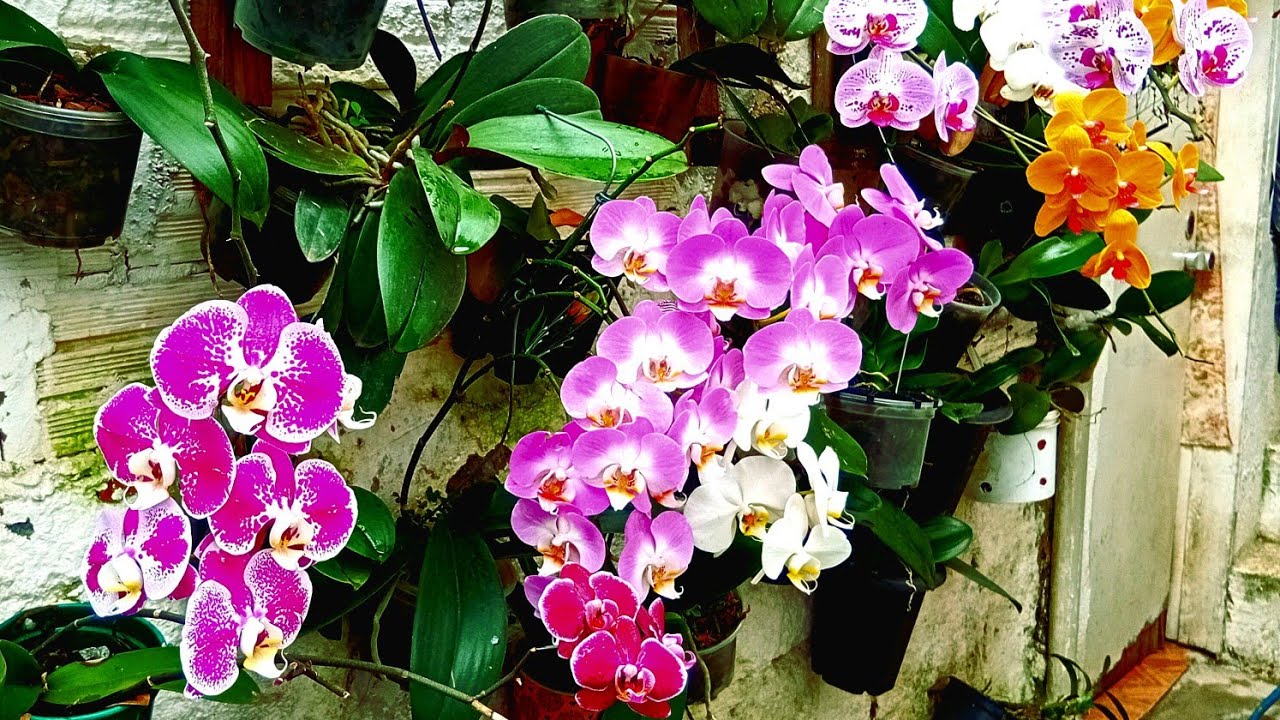 Orquídeas phalaenopsis,como cultivar em época de chuva?