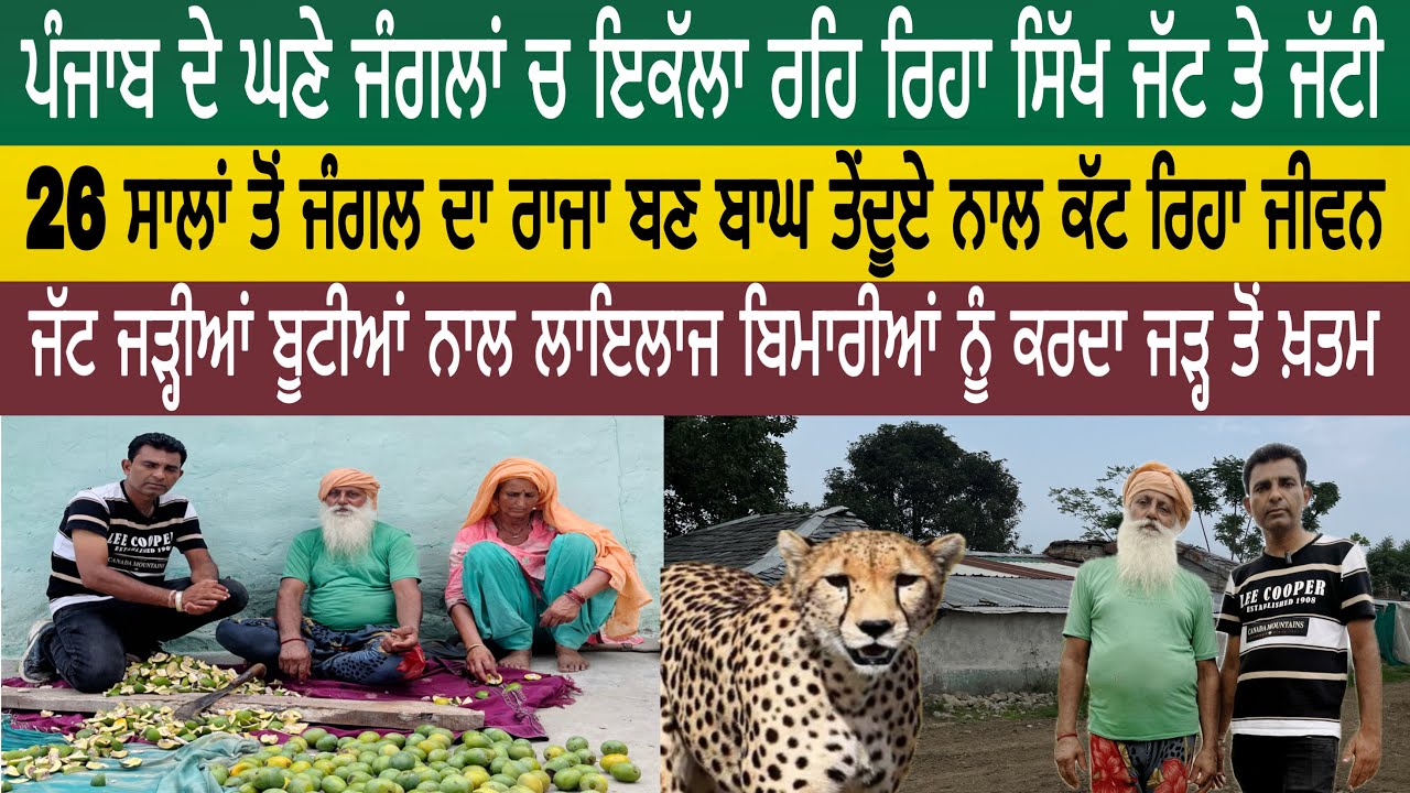 ਪੰਜਾਬ ਦੇ ਘਣੇ ਜੰਗਲਾ ਚ ਇਕੱਲੇ ਰਹਿੰਦੇ ਸਿੱਖ ਜੱਟ ਤੇ ਜੱਟੀ | ਜੋ ਜੰਗਲ ਦਾ ਰਾਜਾ ਬਣ ਬਾਘ ਤੇਂਦੂਏ ਨਾਲ ਕੱਟ ਰਿਹਾ ਜੀਵਨ