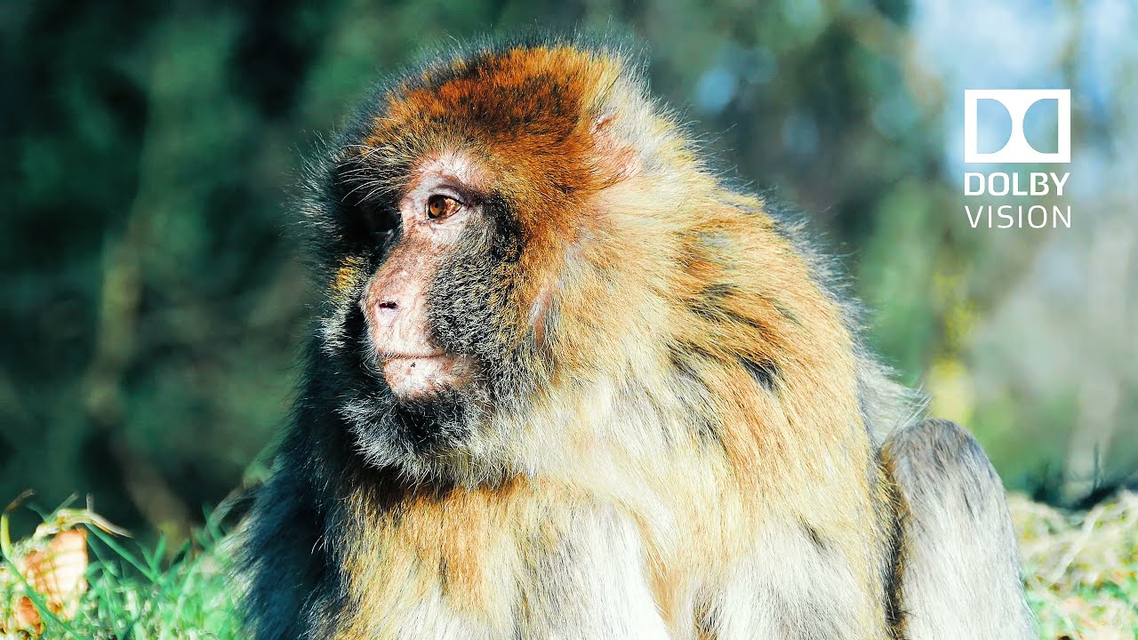 4K HRD DOLBY VISION /WILD ADVENTURE / ANIMALS 4K HDR #4khdr60fps #4kdolbyvision #relaxingvisuals