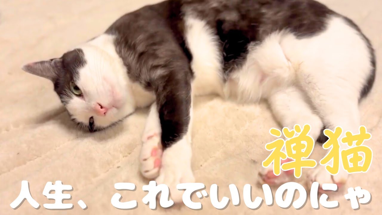 【禅】「今、ここ」を全力で生き、過去にとらわれない元野良猫がこちらです。