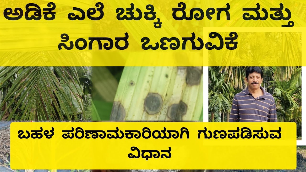 ಅಡಿಕೆ ಎಲೆ ಚುಕ್ಕಿ ರೋಗ ಮತ್ತು ಸಿಂಗಾರ ಒಣಗುವಿಕೆಯನ್ನು PN bhat ರವರ ಸಲಹೆಯತೆ ಗುಣ ಪಡಿಸುವ ವಿಧಾನ #krishi