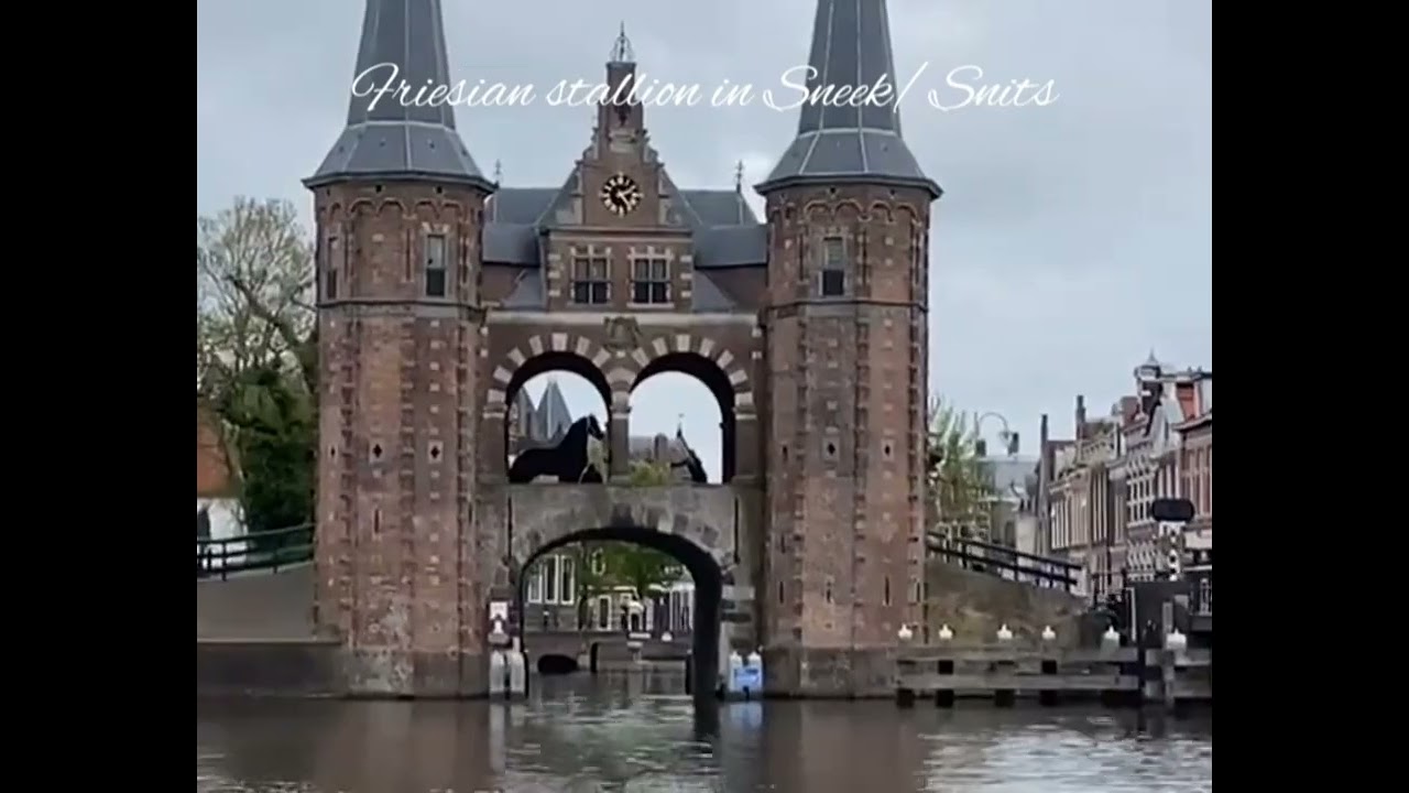 A Friesian Horse in Sneek / Snits 3