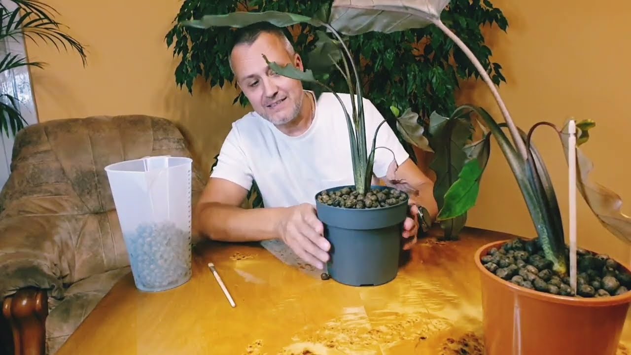 2. Alokazja Lauterbachiana przenoszona do nietypowej hydroponiki