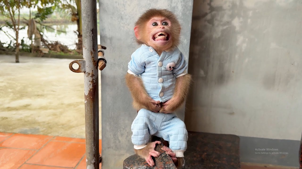 OMG 😱 Monkey David has a strange behavior