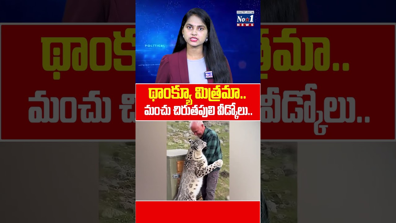 థాంక్యూ మిత్రమా..మంచు చిరుతపులి వీడ్కోలు | #Shorts #ytshorts | No.1 News Telugu