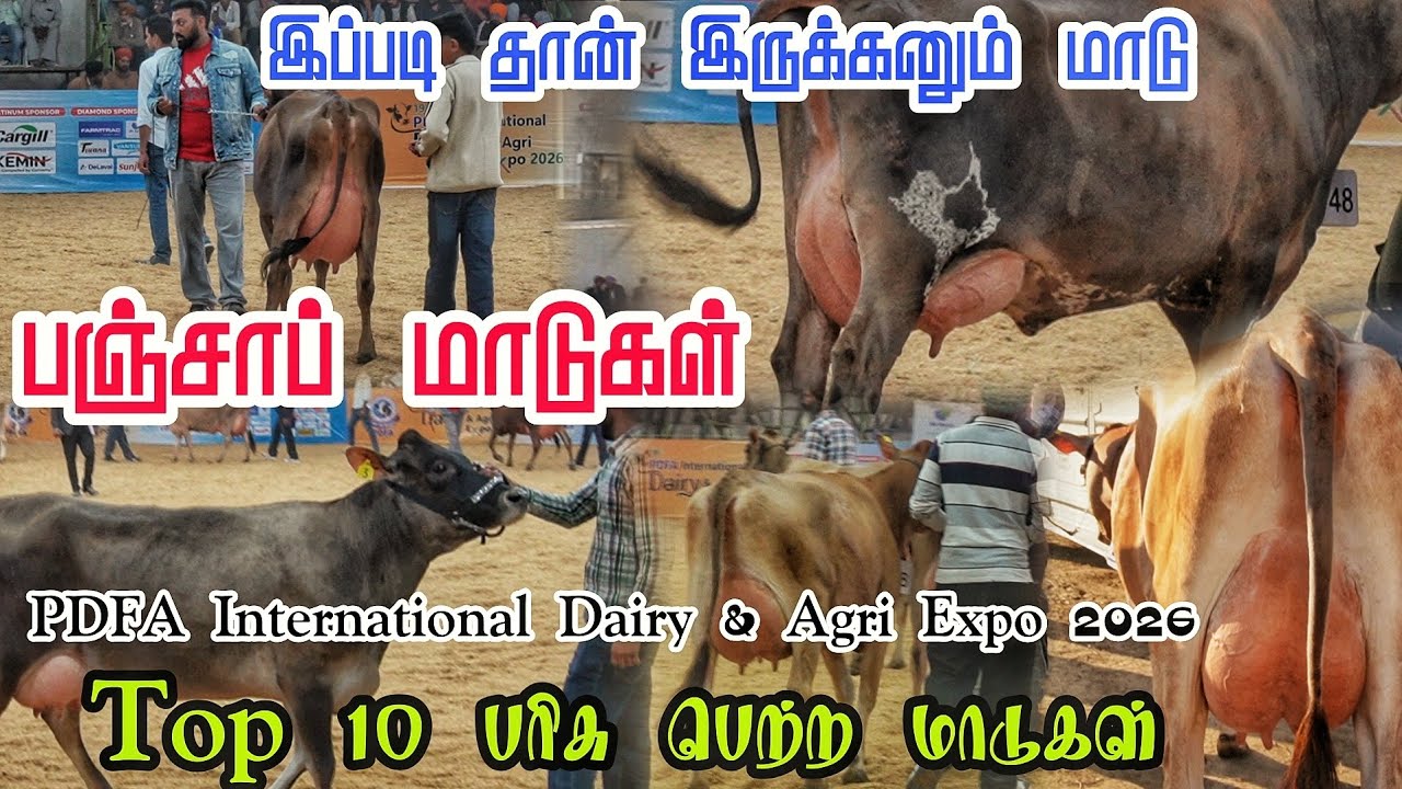 பஞ்சாப் மாடுகள் PDFA International Dairy & Agri Expo 2026 இப்படி எல்லாம் மாடு இருக்கா 🫢 #tn24_sakthi