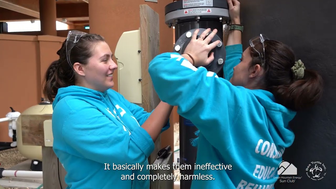Featured: Green Mountain Energy Sun Club Grant Recipient - Sea Turtle, Inc.